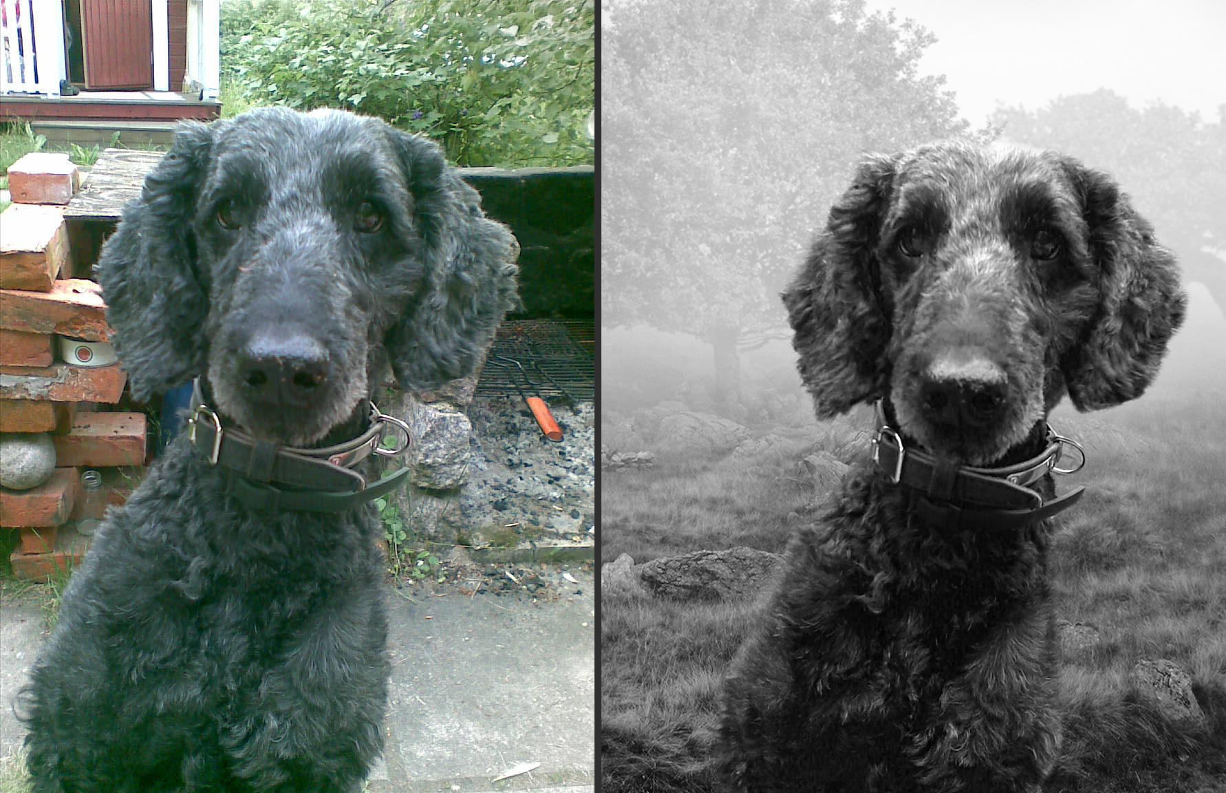 Ukko the dog